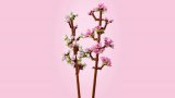LEGO® Botanicals 40725 Třešňové květy