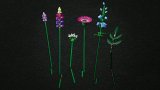 LEGO® Botanicals 10313 Kytice lučního kvítí