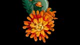 LEGO® Botanicals 10368 Chryzantéma