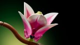 LEGO® Botanicals 11510 Větvičky magnólie
