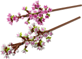 LEGO® Botanicals 40725 Třešňové květy